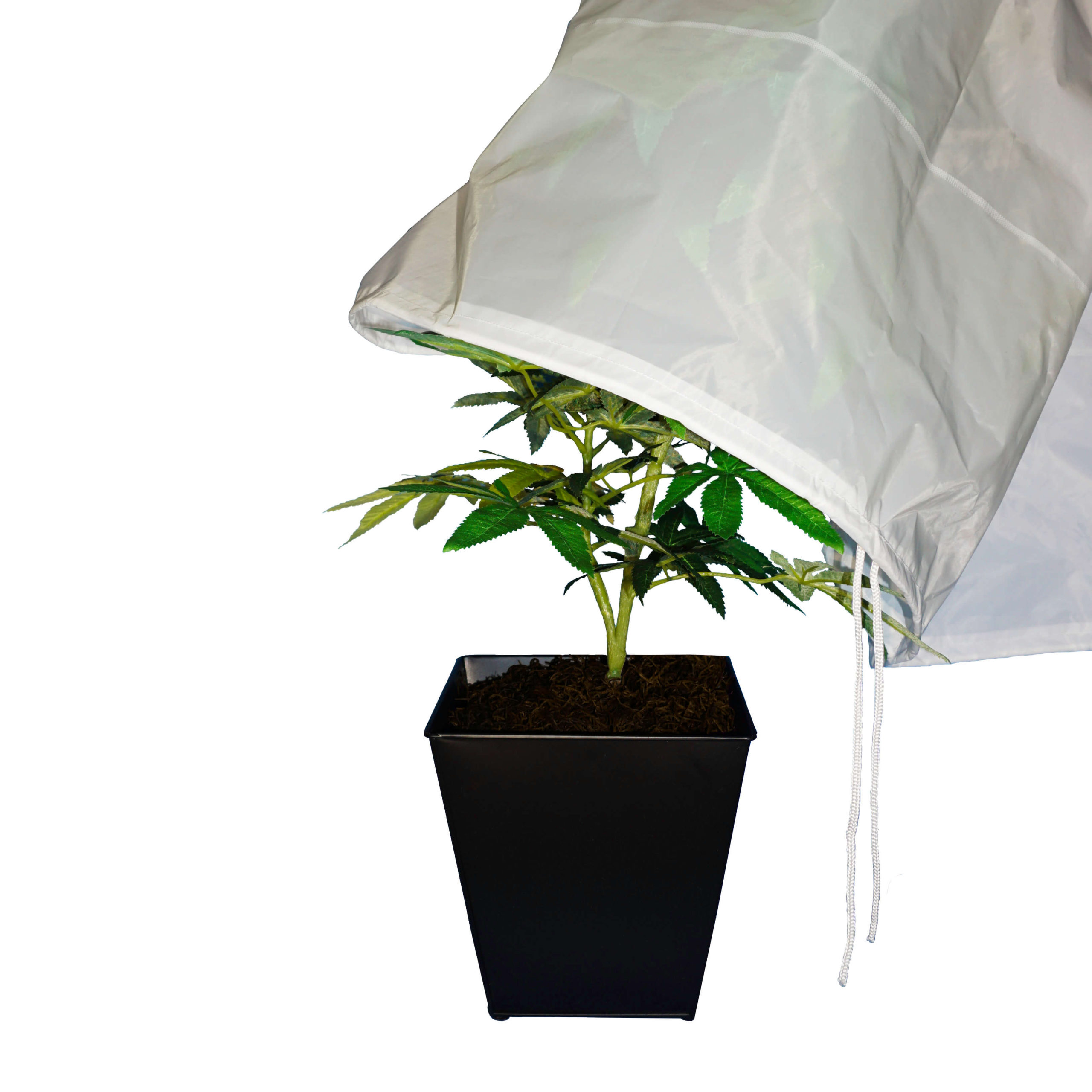 Tissue Sampling: J Punch