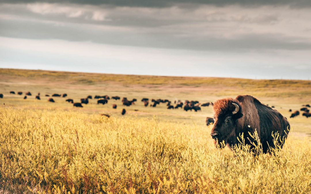 Territory Visit: North & South Dakota