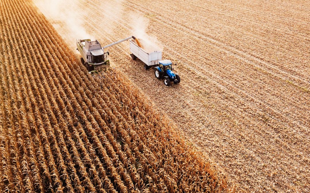 Field Report: Late Summer 2022