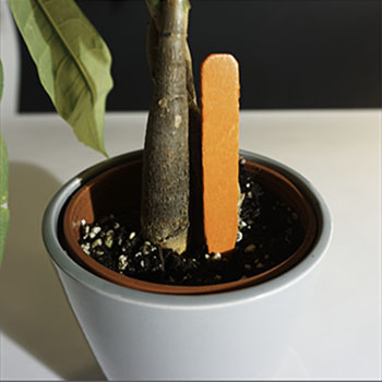 Garden Stake: Pot Stakes 4" Pot Stakes